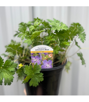 Geranium 'Johnson's Blue' 9cm/2L/3L