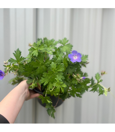 Geranium 'Johnson's Blue' 9cm/2L/3L