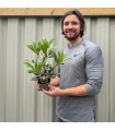 Laurus nobilis (10.5cm)