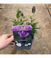 Lavender Stoechas - Javelin Deep Purple 9cm/1.5L