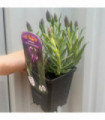 Lavender stoechas Javelin Blue 9cm/1.5L