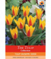 Tulip 'Giuseppe Verdi' (7 Bulbs)