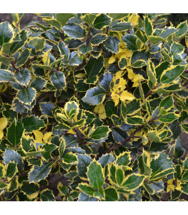 Ilex x altaclarensis  'Golden King' | Variegated Holly 9cm / 2L