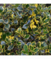 Ilex x altaclarensis  'Golden King' | Variegated Holly 9cm / 2L