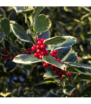 Ilex x altaclarensis  'Golden King' | Variegated Holly 9cm / 2L