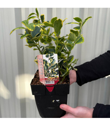 Ilex x altaclarensis  'Golden King' | Variegated Holly 9cm / 2L
