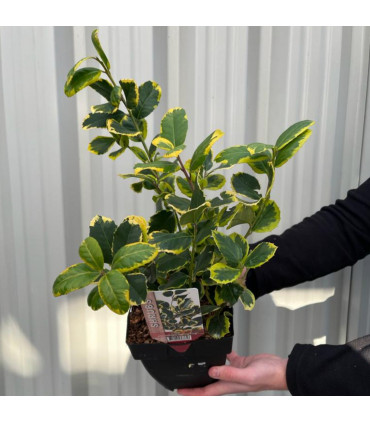 Ilex x altaclarensis  'Golden King' | Variegated Holly 9cm / 2L