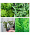 Mix of 3 Ferns 11cm / 2L