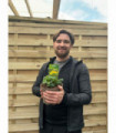 Geum 'Banana Daiquiri' 2L