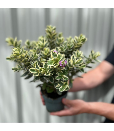 Variegated Hebe andersonii Katrina 1L/5L