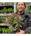 Euphorbia 'Miners Merlot' 3L