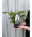 Fern Dryopteris 11cm