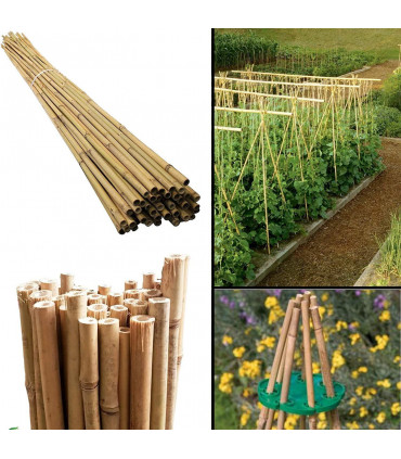 30 x 2ft (60cm) Bamboo canes