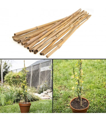 30 x 2ft (60cm) Bamboo canes