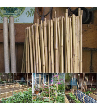 Bamboo Canes 4ft (120 cm) Natural Bamboo 10-12 mm - Versatile 30 x 4ft Sticks