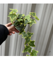 Hedera Helix - Trailing Variegated Ivy (9cm/14cm Pots)