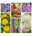 Cottage Garden Perennial Mix (3/6/10 Plants)