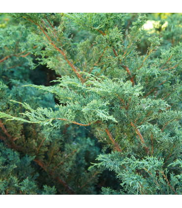 Juniperus chinensis 'Blue Alps' 2L