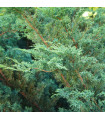 Juniperus chinensis 'Blue Alps' 2L