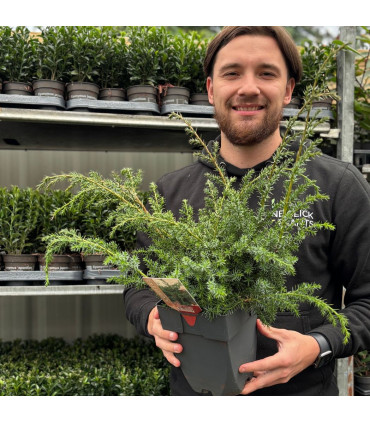 Juniperus chinensis 'Blue Alps' 2L