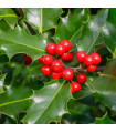 Ilex 'Blue Angel' Holly 2L