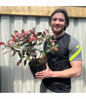 Photinia 'Carre Rouge' 9cm/2L