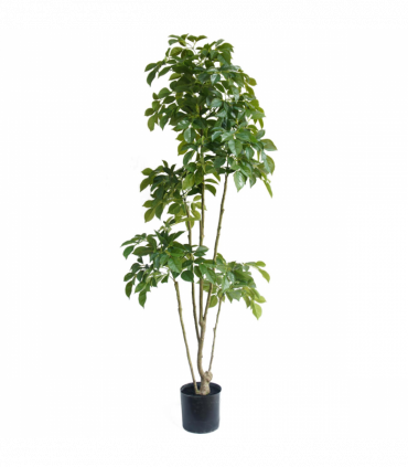 180cm Radermachera Realistic Artificial Tree