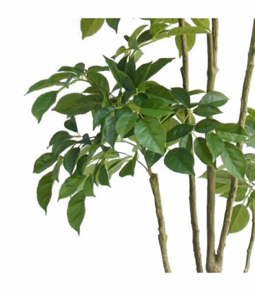 180cm Radermachera Realistic Artificial Tree