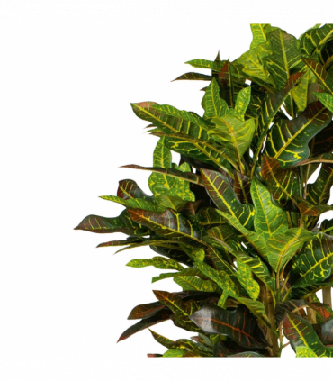 150cm Artificial Croton Tree