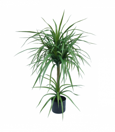 90cm Double Dracaena Plant