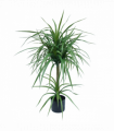 90cm Double Dracaena Plant