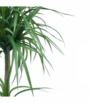 90cm Double Dracaena Plant