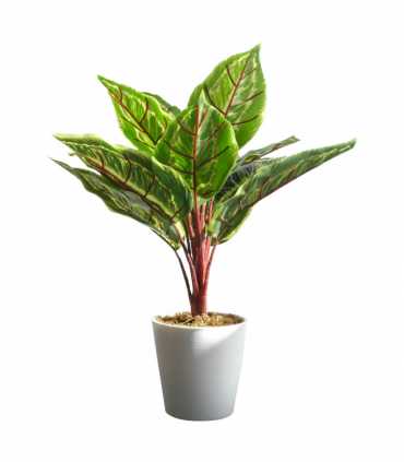 38cm Potted Artificial Calathea Veitchiane