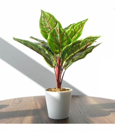 38cm Potted Artificial Calathea Veitchiane