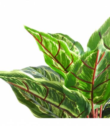 38cm Potted Artificial Calathea Veitchiane