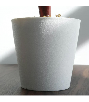 38cm Potted Artificial Calathea Veitchiane