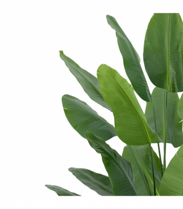 200cm Traveller Palm Artificial Tree Realistic