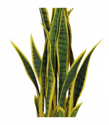 70cm Artificial Sansevieria with pot