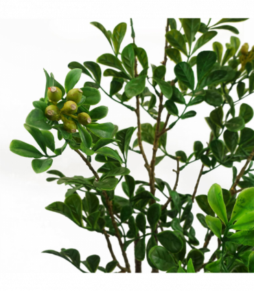 60cm Artificial Aglaia Odorata Bonsai Ficus Tree