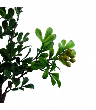 60cm Artificial Aglaia Odorata Bonsai Ficus Tree