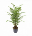 75cm Artificial Fern Plant