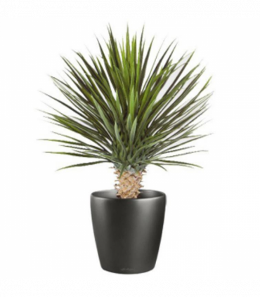 75cm Artificial Dracaena Plant