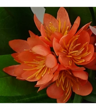 3x 18cm Artificial Freesia Plants Pink, Orange, Yellow Flowering