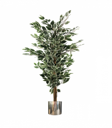 130cm Variegated White/Green Bushy Ficus Tree Silver Metal Planter