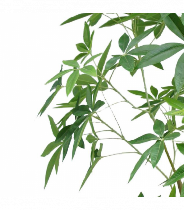 210cm Artificial Money Tree Pachira Realistic Faux Tree