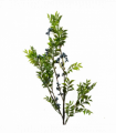 70cm Nandina Foliage Blue Berry Spray Artificial