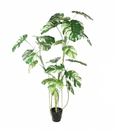 210cm Variegated Monstera Realistic Artificial Tree