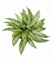 45cm Fire Retardant Artificial Aglaonema Bush