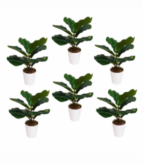 Pack of 6 x 38cm Potted Fiddle Fig Plant