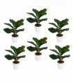 Pack of 6 x 38cm Potted Fiddle Fig Plant